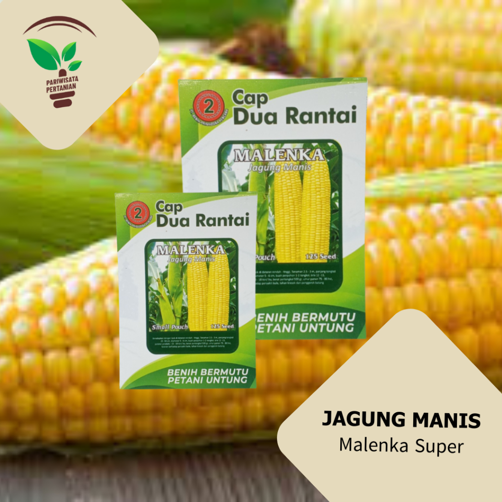 [jagung manis] Bibit Benih Jagung Manis malenka  250 Gram Kualitas Bagus/ JAGUNG MANIS/ BENIH JAGUNG