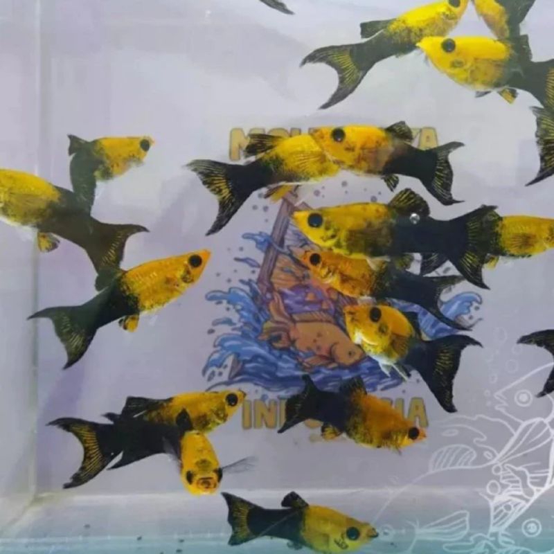 Molly golden black cawang