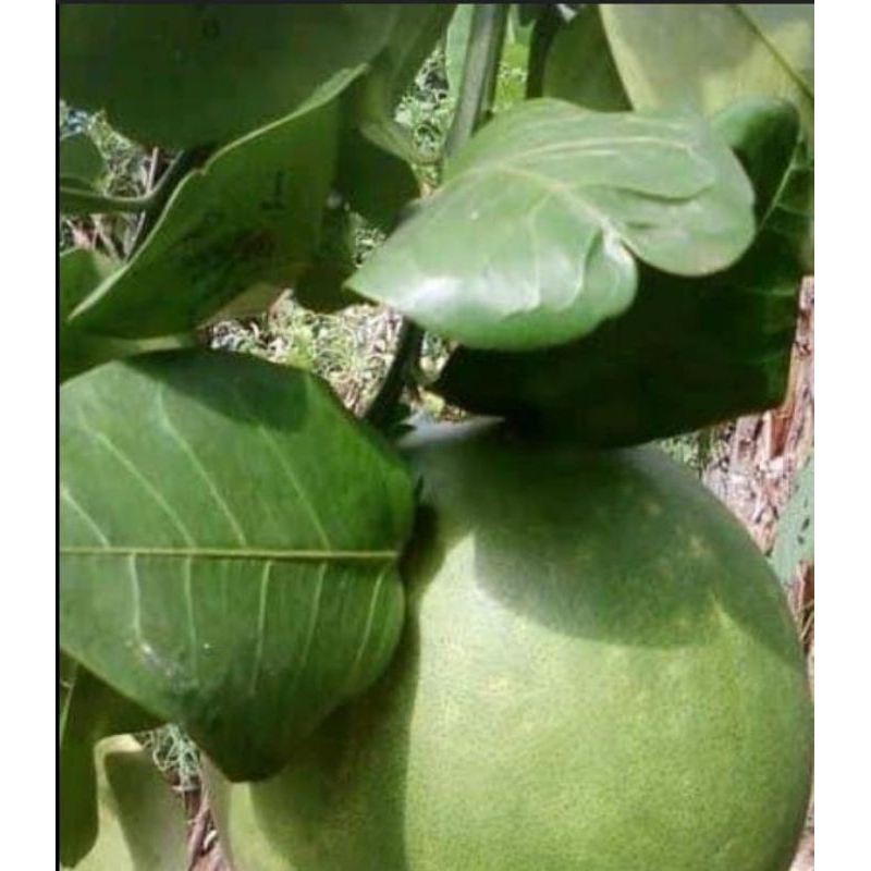 Daun jeruk bali segar 250 gram