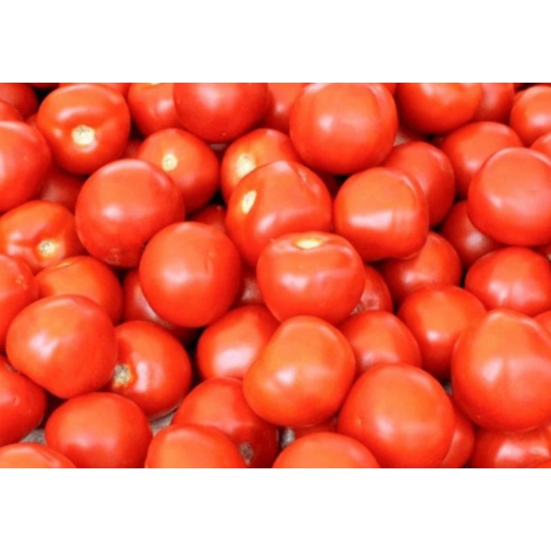 

Tomat Super dan Segar