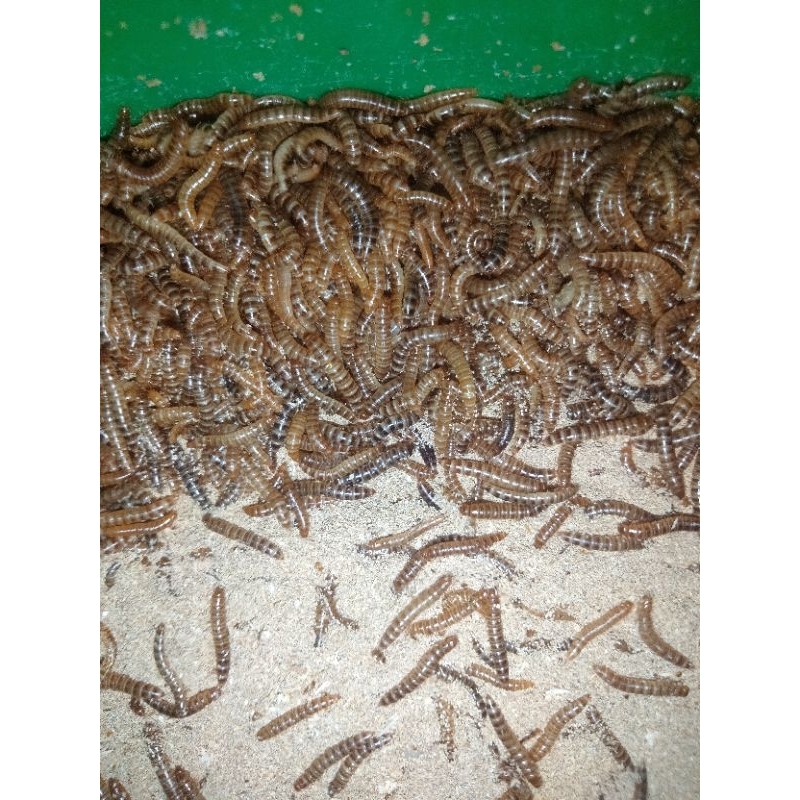 Ulat Kandang hidup/Lesser mealworm Packing Aman 500 gram
