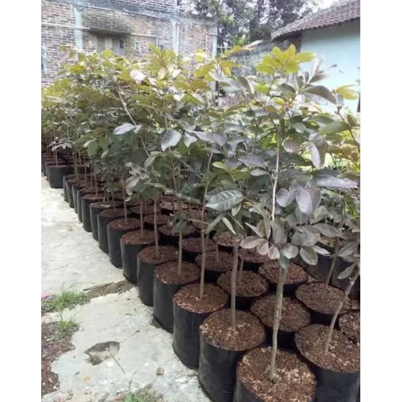 

Kelengkeng Merah