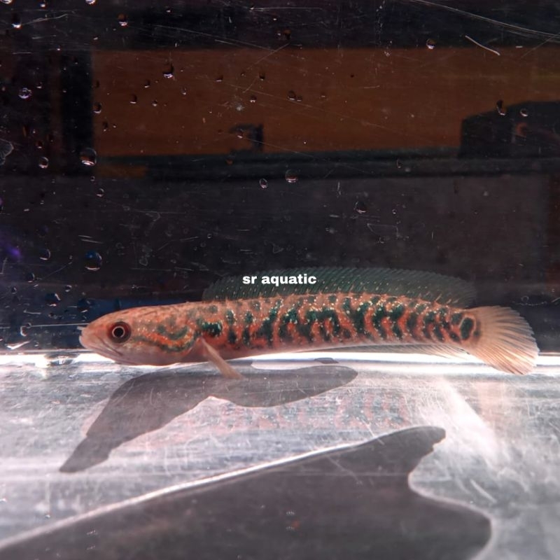 Ikan channa RSP channa red spot kalimaya hiasan aquarium