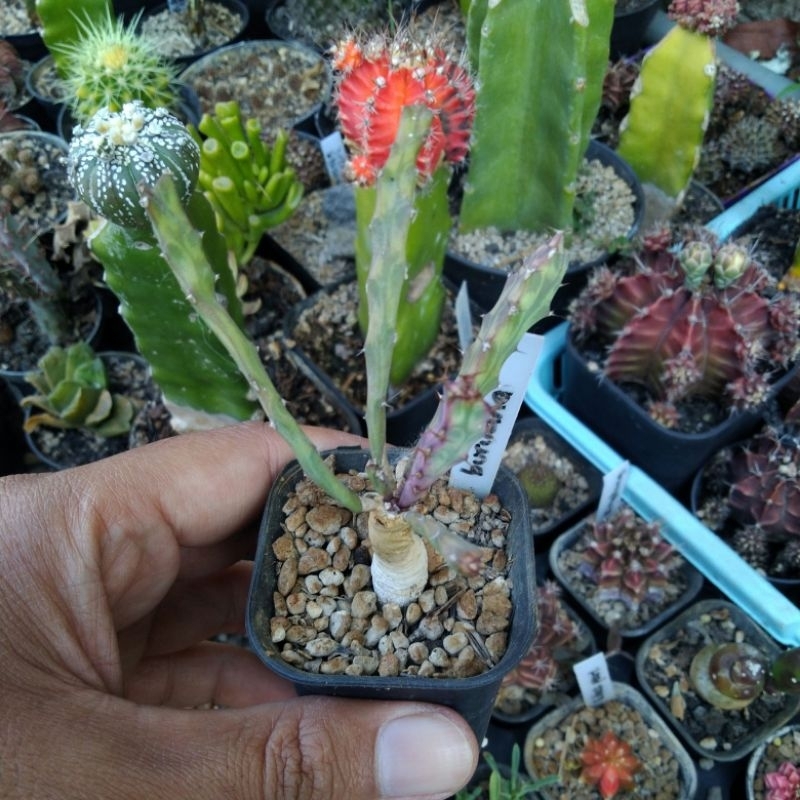 Euphorbia buruana
