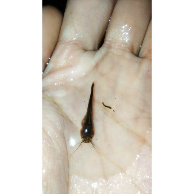 larva ikan lele