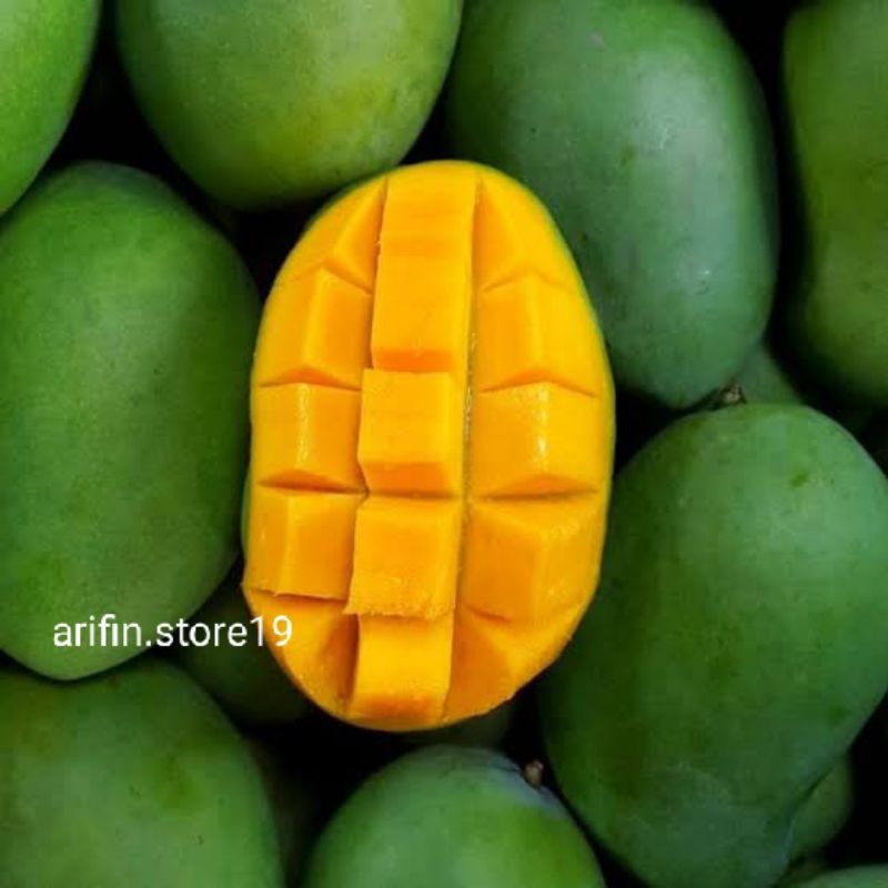 

Mangga Harum Manis Tua Pohon