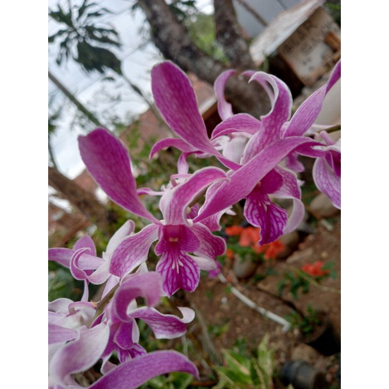 anggrek caesar warawan purple