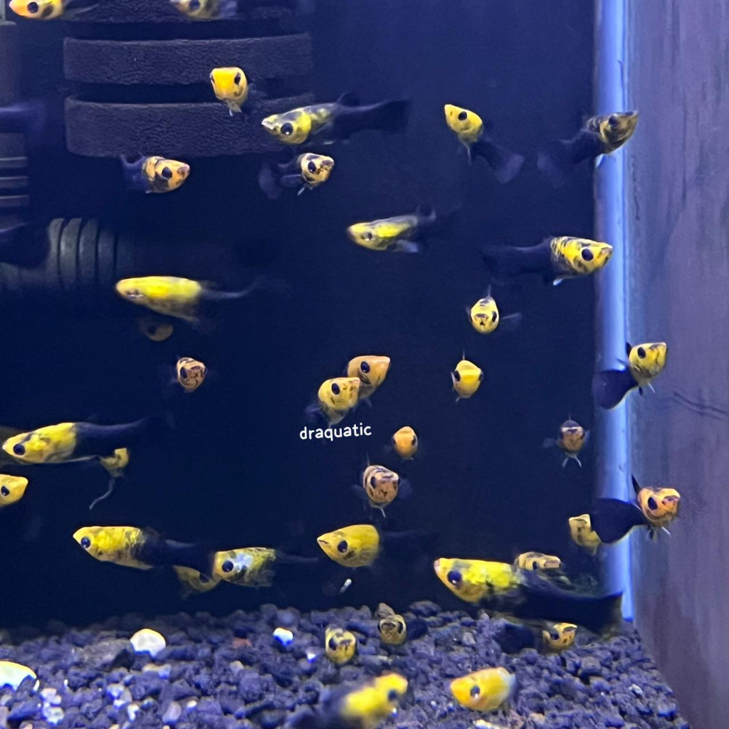 Ikan Hias molly golden black | ikan hias aquarium aquascape