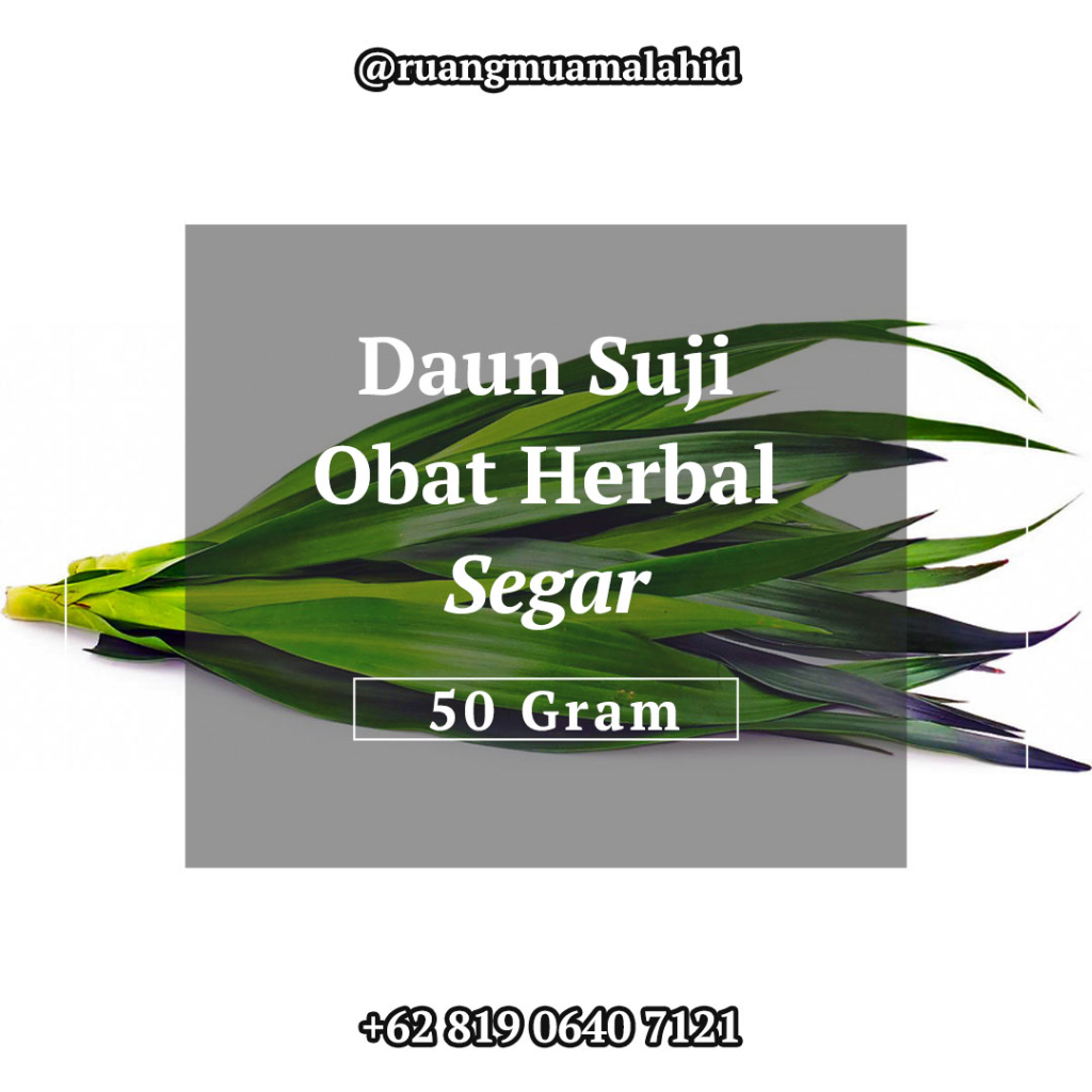 

Daun Suji Segar Bisa Untuk Obat Herbal Per 50 Gram