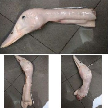 

Kepala Bebek Parting Potong Pendek Random