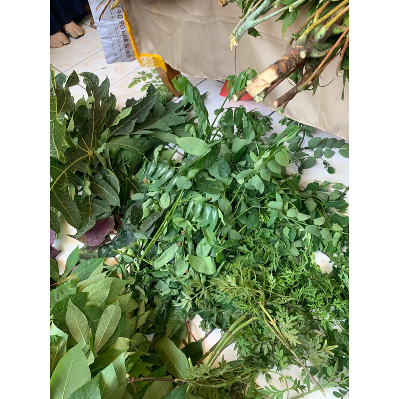 

daun katuk segar