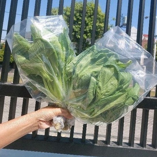 

200 GRAM SAYUR SEGAR PAKCOY HIDROPONIK