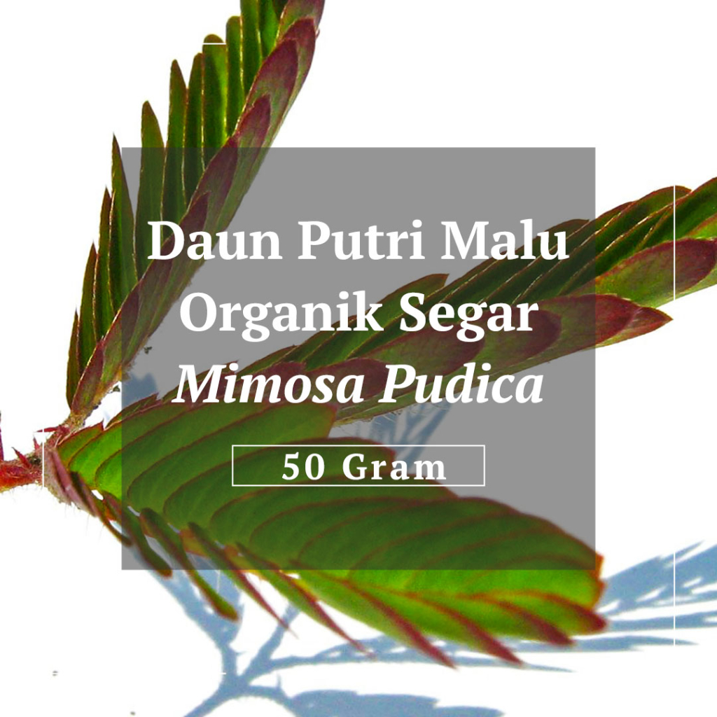 

Daun Putri Malu Segar Herbal Tradisional Untuk TBC per 50 Gram