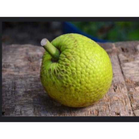 

Buah sukun, sukun segar, buah sukun fresh