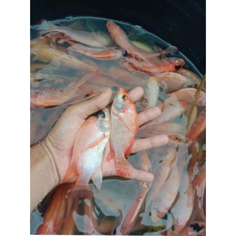 

ikan nila merah bangkok 2 jari