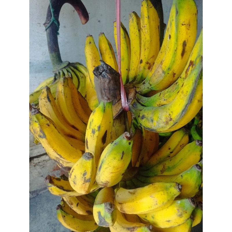 

Pisang raja 1 sisir