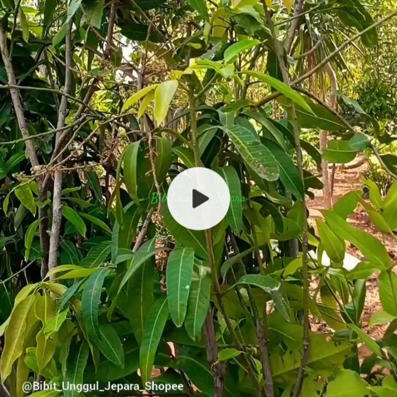 BIBIT MANGGA HARUM MANIS SUDAH BERBUAH