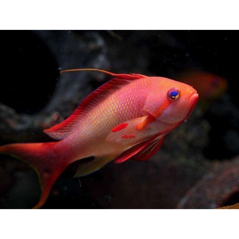 ikan hias laut anthias anten