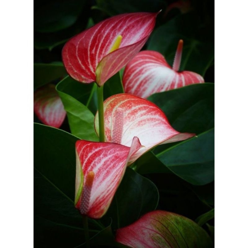 TERLARIS TANAMAN HIAS ANTHURIUM MICKEY MOUSE BUNGA MERAH PUTIH BESAR / anthurium bunga