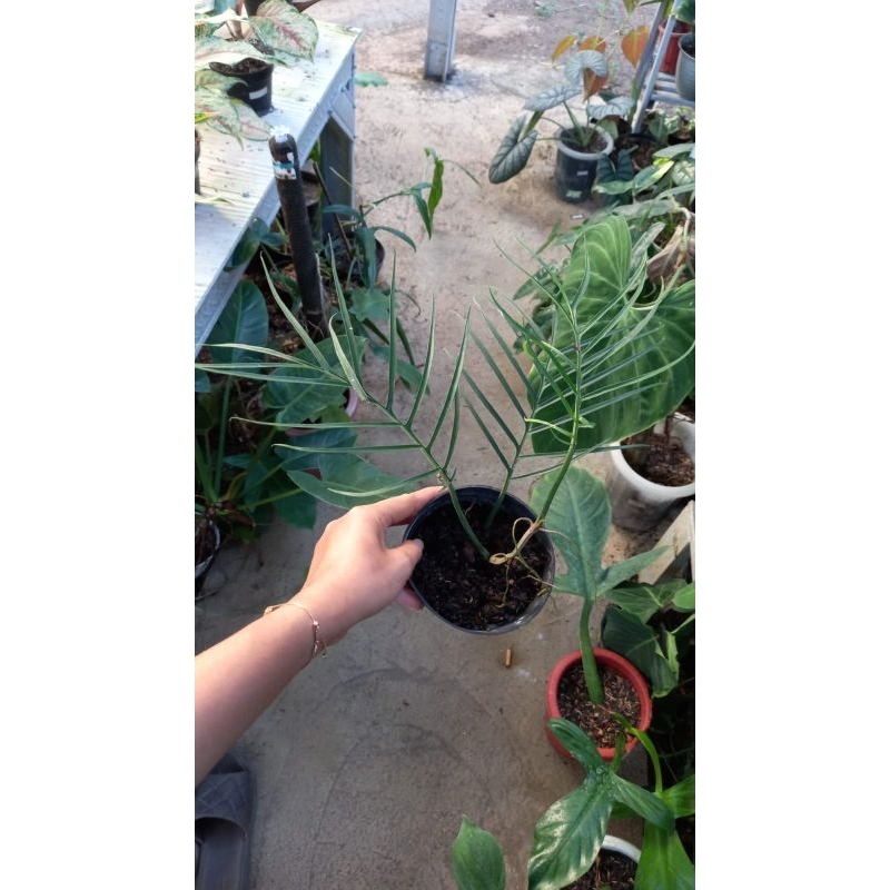 philodendron tortum sesuai foto / philo tortum murah