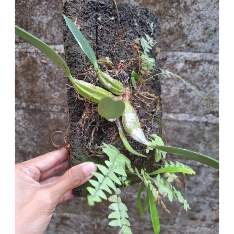 Dendrobium Agregatum