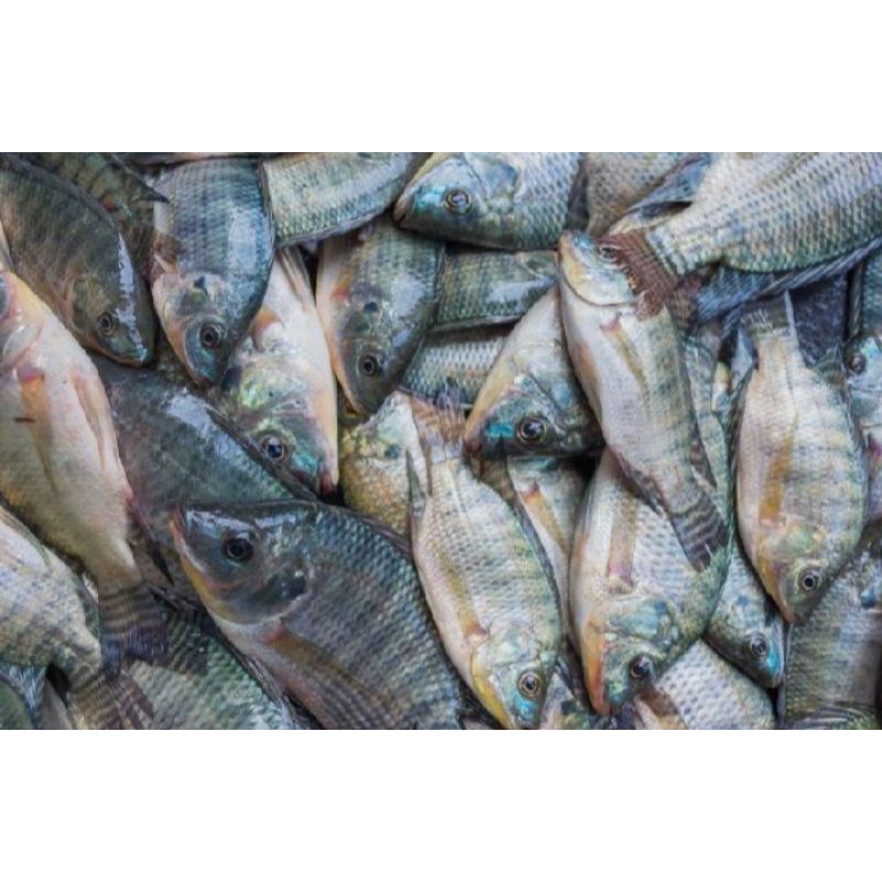 

Ikan jaer mujair 1kg