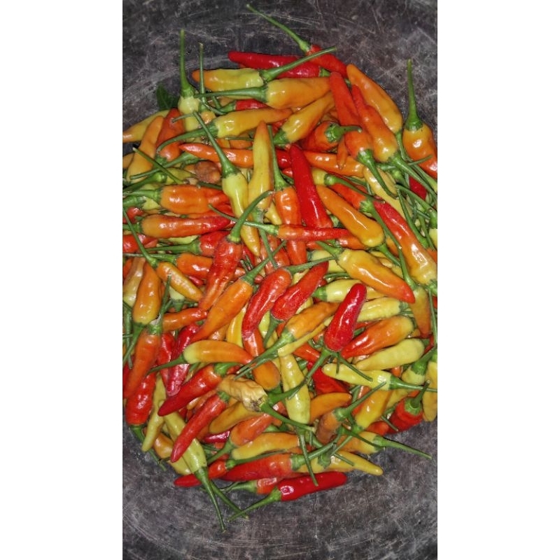 

cabai segar 500g