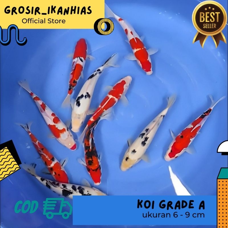 hiasan aquarium ikan koi grade A paket hemat 10 ekor / Bibit Koi Berkualiatas Terbaik dan Termurah