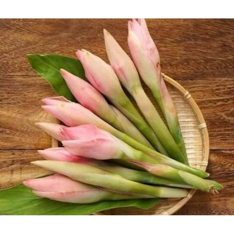 

Bunga Kecombrang Segar/ Honje/ Rombeh buat Masak