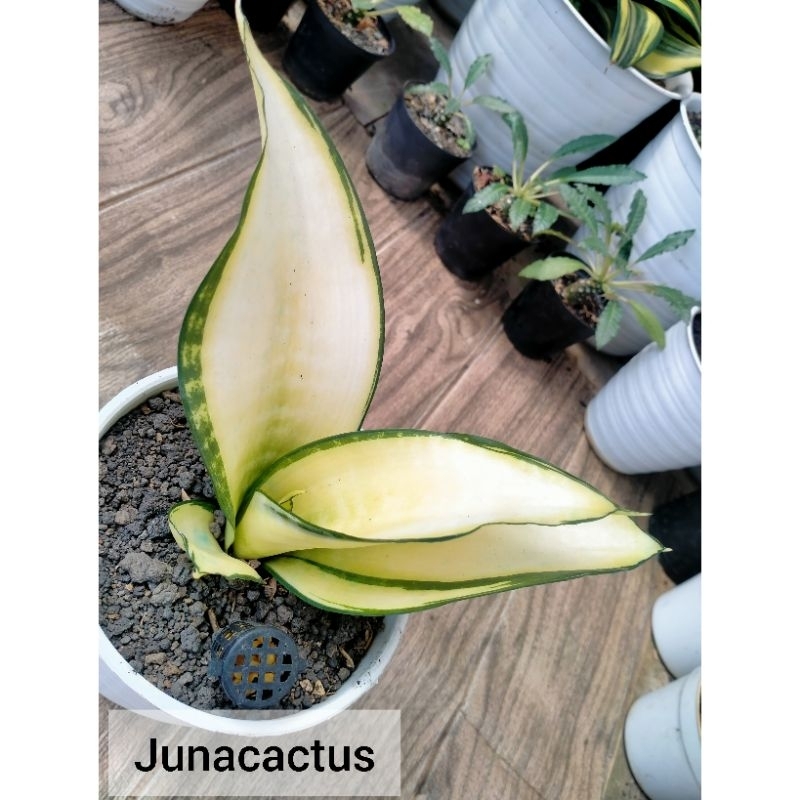 Sansevieria Asahi/Futura Hendrika mutasi