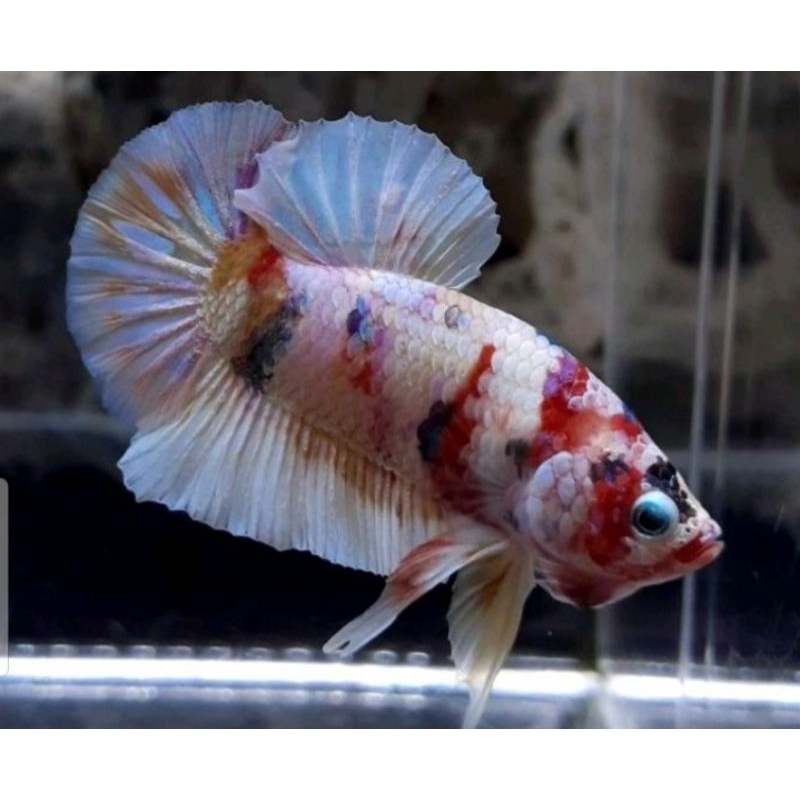 CUPANG PLAKATGOLD BARONGSAI