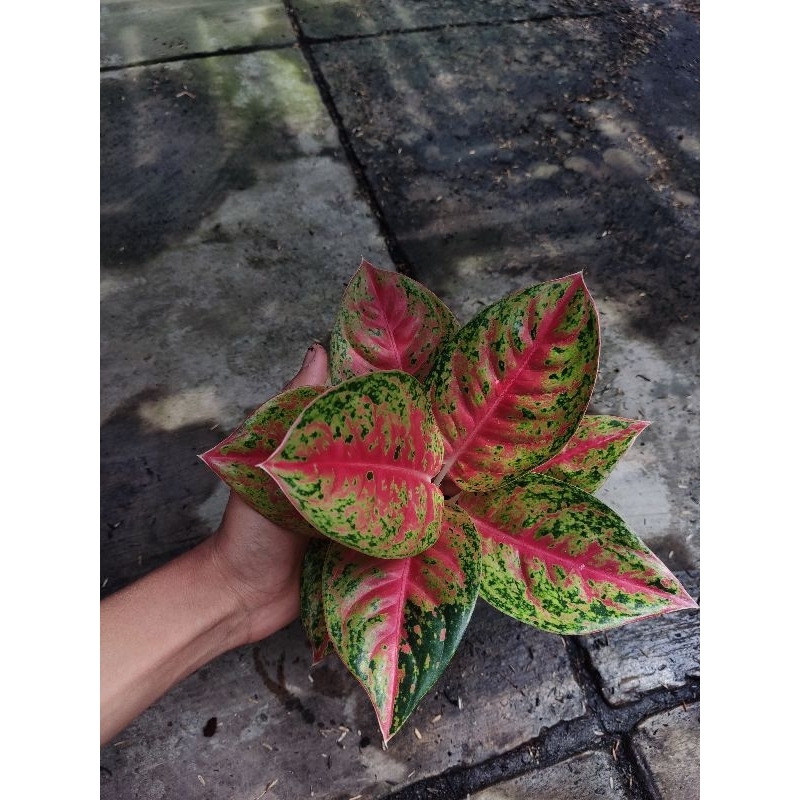 Aglonema mahasety tanian lokal