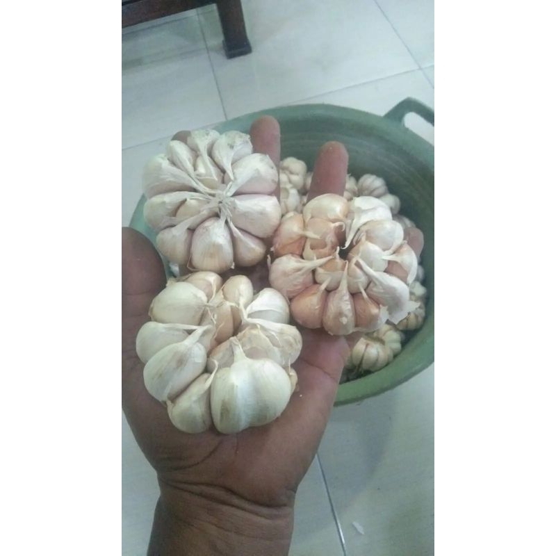 

Bawang putih super