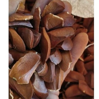 

biji mahoni kering 1 kg