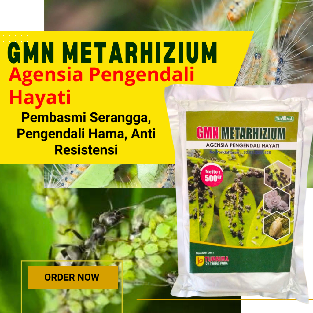 Obat Hama Tumbuhan Hama Daun, Kutu Putih, Metarhizium Agen Hayati Obat Hama Kutu Kebul