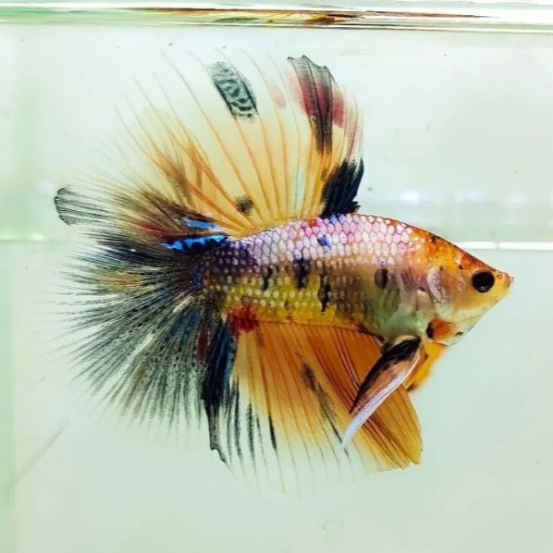 HM multicolor cupang hias masa kini/bisa buat hiasan ruangan rumah bisa buat mainan anak-anak