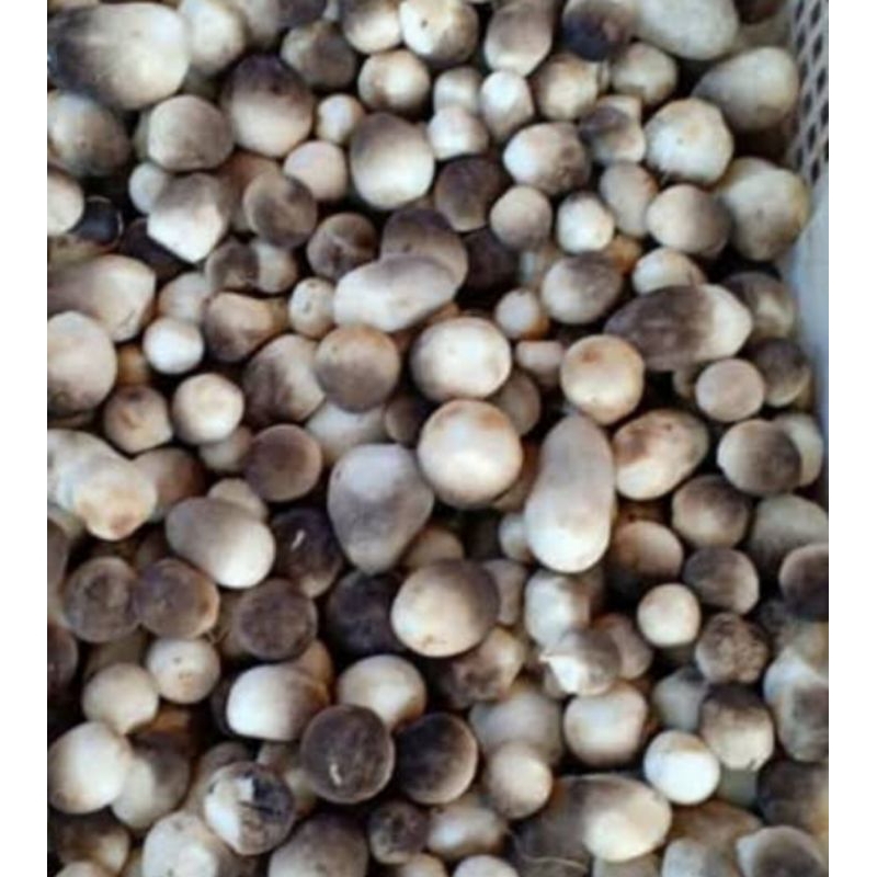 

jamur merang berat 1kg