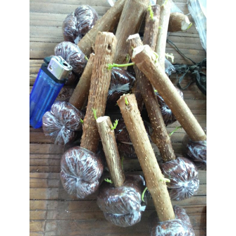 stek sancang bahan bonsay