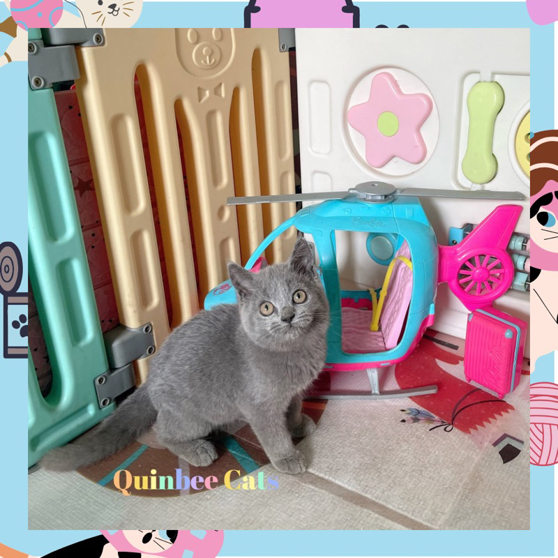 kucing British Shorthair (Bsh) Jantan Blue Solid / abu