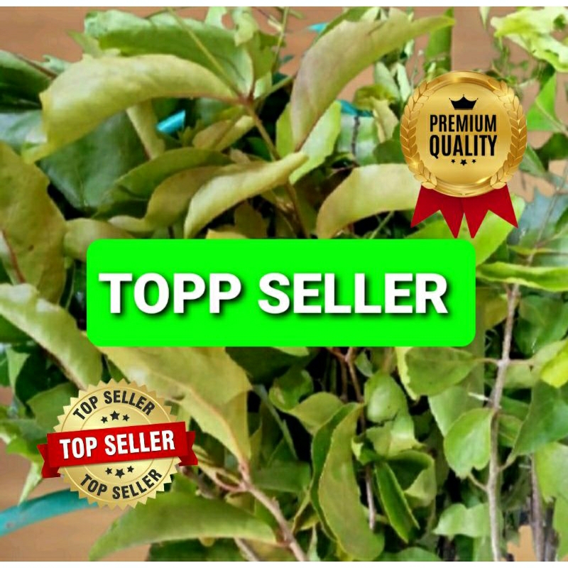 

BENALU MAHONI KERING HIJAU SUPER PREMIUM 1 KG