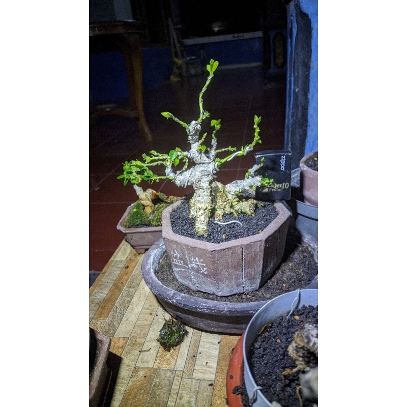bonsai waru