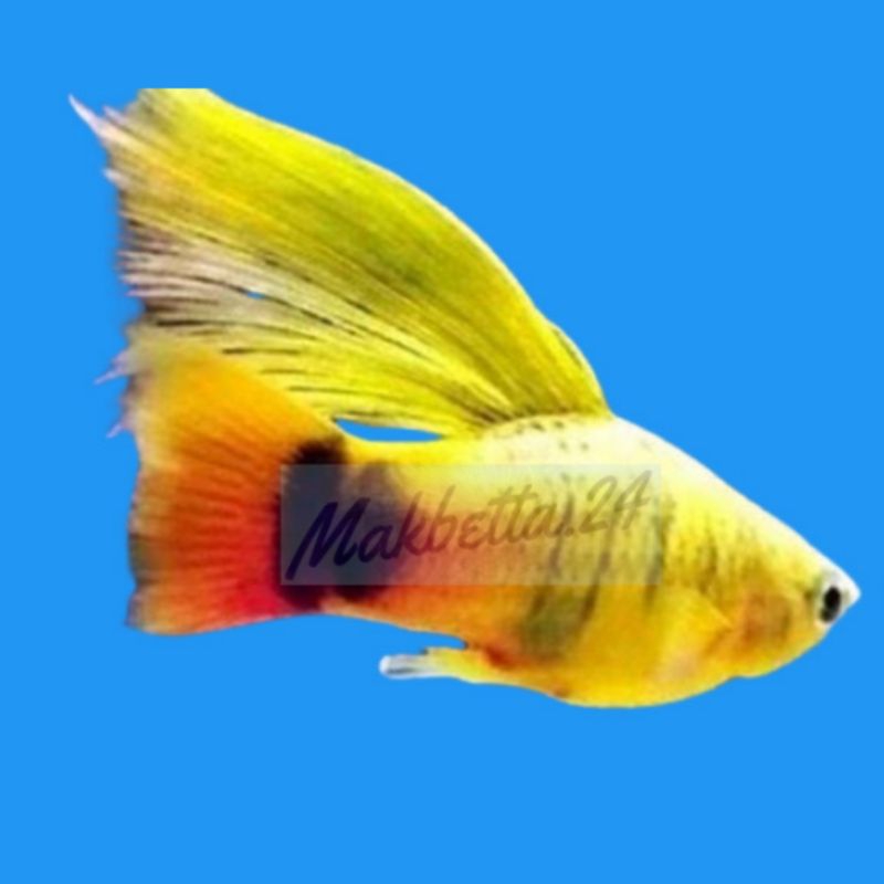 packing styrofoam ikan platis cendrawasih