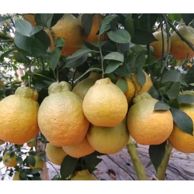 bibit buah jeruk dekopon ( buah)