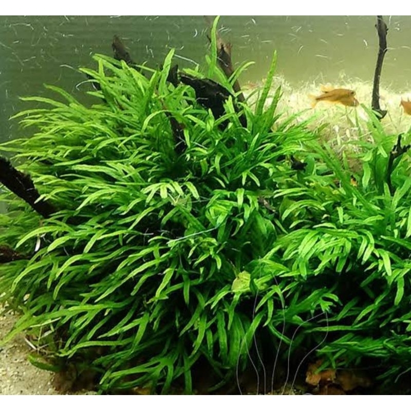 kadaka needle daun air