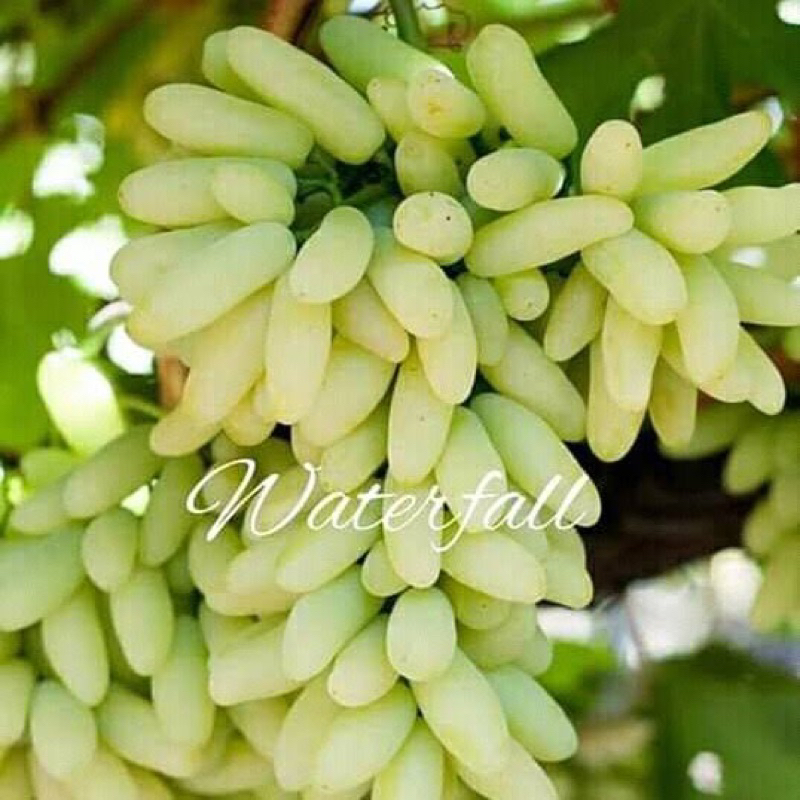 BIBIT ANGGUR WATERFALL / IFG29