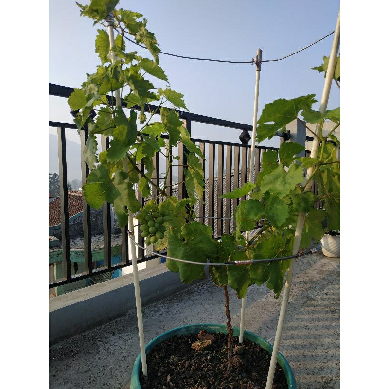 Entres Anggur Import