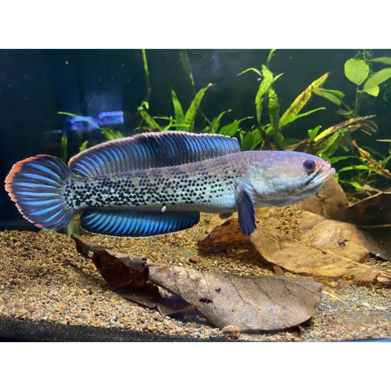 IKAN CHANNA STEWARTI KARBI OMBYOK 8-9CM KUALITAS GRADE++