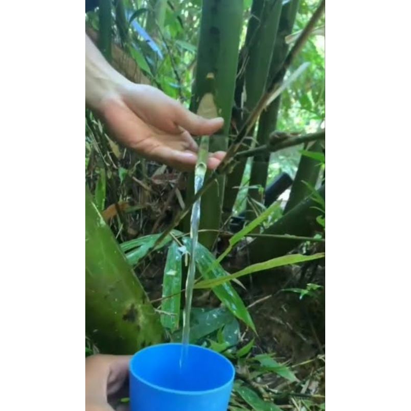 

Air Ruas Bambu Murni - Garansi Uang Kembali 330ML