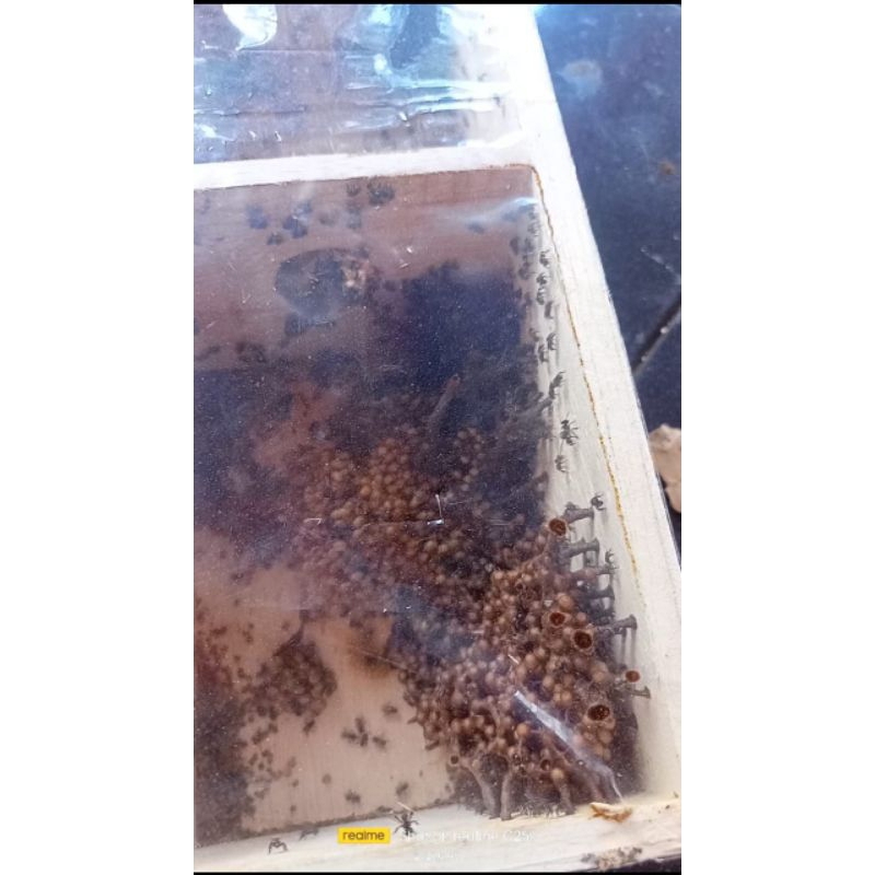 lebah trigona drischeri