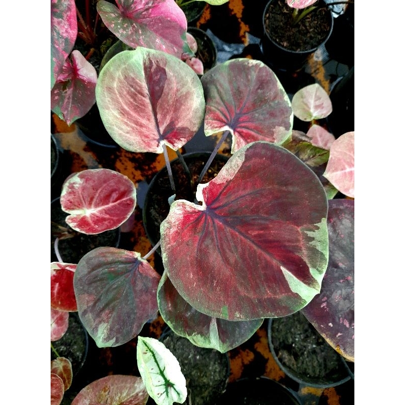 caladium cungkok merah varigata
